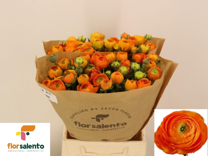 <h4>RAN EL ORANGE</h4>