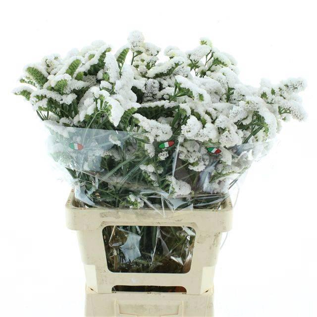 <h4>LIM S WHITE BIRDS</h4>