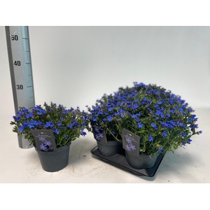 GLANDO DIF HEAVEN BL