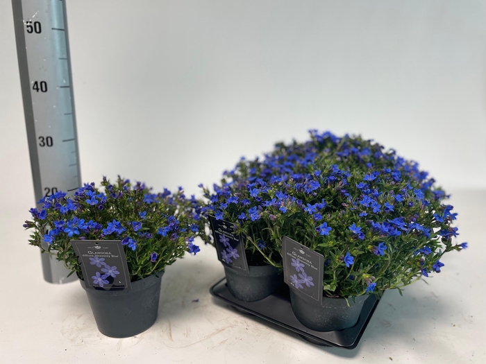 <h4>GLANDO DIF HEAVEN BL</h4>