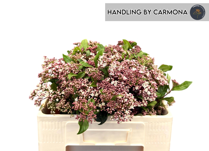 <h4>VIBUR TI RED SPIRIT</h4>