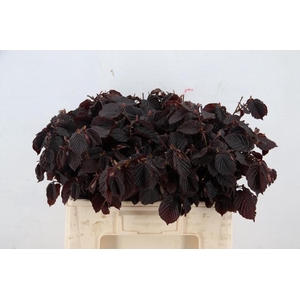 CORYL AV ROTER ZELLE