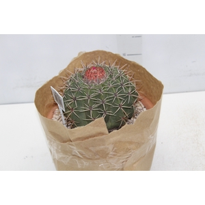 CACTUS CABECA FRADE VB4 MIN 20 CM