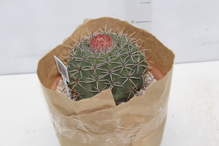 <h4>CACTUS CABECA FRADE VB4 MIN 20 CM</h4>