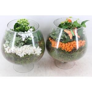 arr2 PL - Glas cognac - oranje/wit