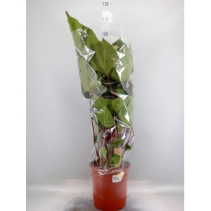 Homalomena rubescens 'Maggy'