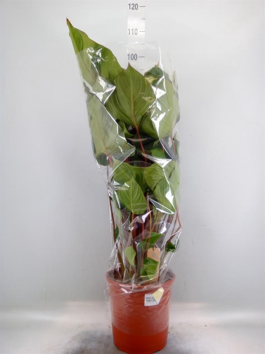 <h4>Homalomena rubescens 'Maggy'</h4>