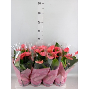 Anthurium andr. 'Sweet Dream'