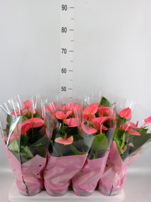 <h4>Anthurium andr. 'Sweet Dream'</h4>