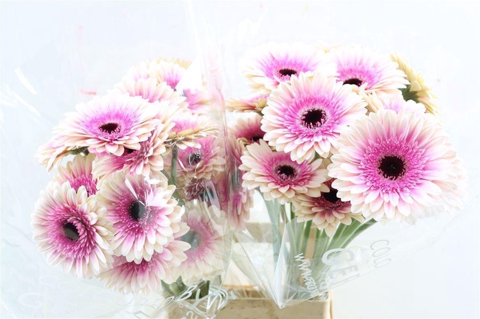 <h4>Ge Gr Lisandra</h4>