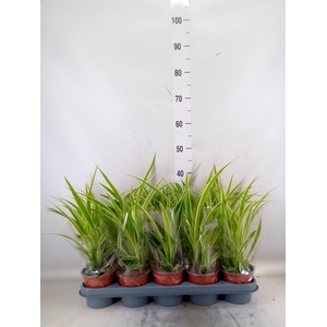 Chlorophytum com. 'Vittatum'