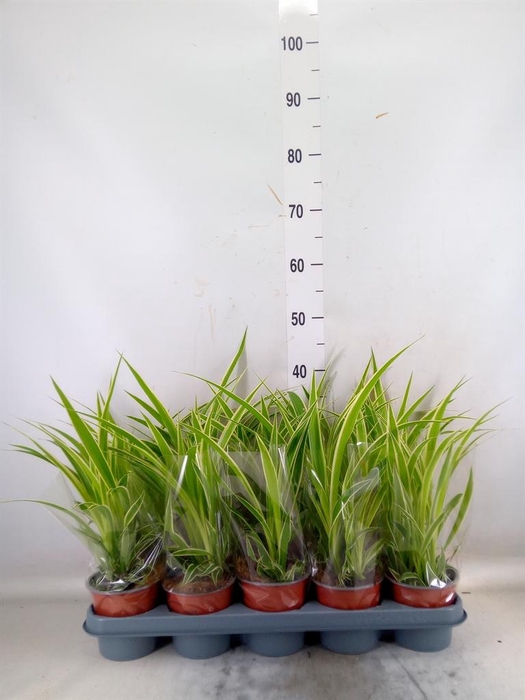 <h4>Chlorophytum com. 'Vittatum'</h4>