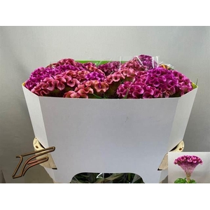 CELOSIA ARG. CR 'LAVLY'
