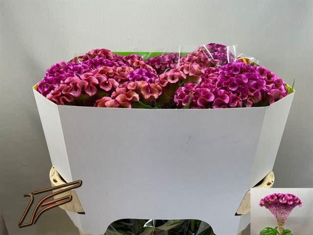 <h4>CELOSIA ARG. CR 'LAVLY'</h4>
