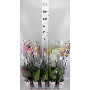 Phalaenopsis   ...mix