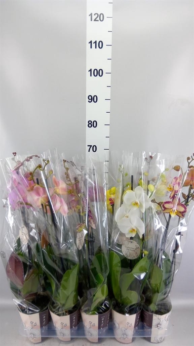 <h4>Phalaenopsis   ...mix</h4>