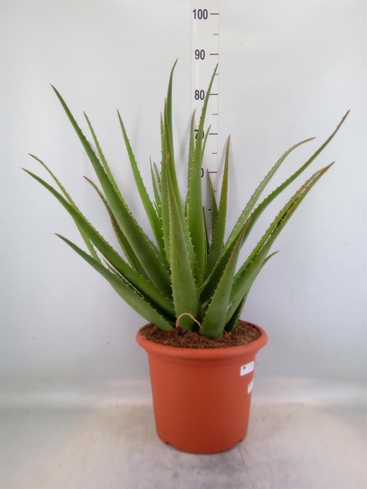 <h4>Aloe vera</h4>