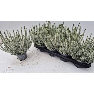 CALLU BL VERENKA