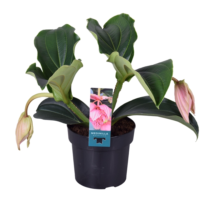 <h4>Medinilla Magnifica Pinatubo 2 knop</h4>