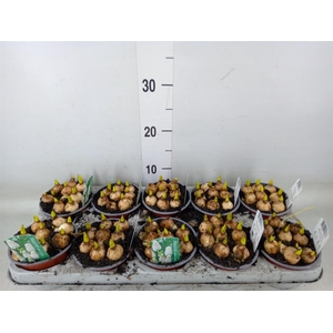 Muscari  'Magic White'