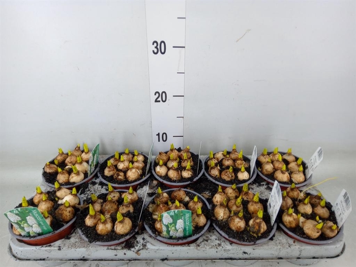 <h4>Muscari  'Magic White'</h4>