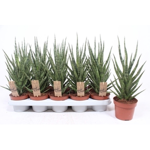 Sansevieria Cylindrica