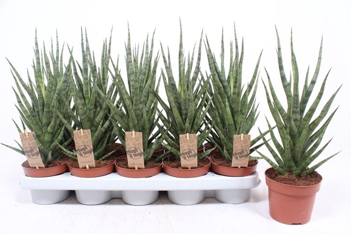 <h4>Sansevieria Cylindrica</h4>