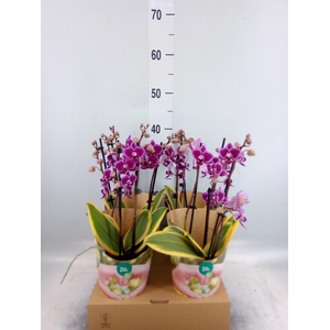 Phalaenopsis multi. 'Magic Leaf'