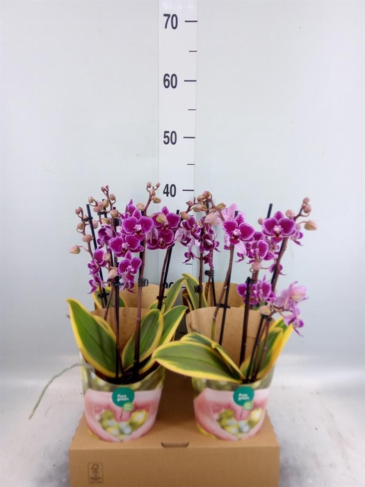 <h4>Phalaenopsis multi. 'Magic Leaf'</h4>
