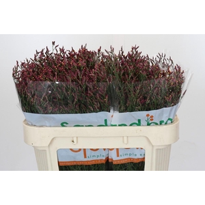 Limonium Sinensis Scarlet Diamond