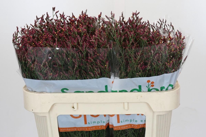 <h4>Limonium Scarlet Diamond</h4>