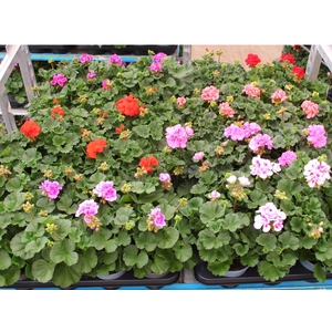 Pel Zon Mixk 1 Kleur Per Tray