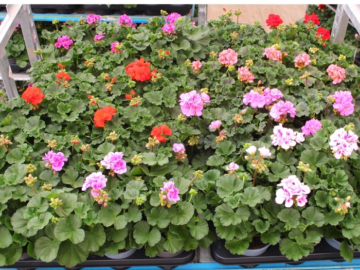 <h4>Pel Zon Mixk 1 Kleur Per Tray</h4>