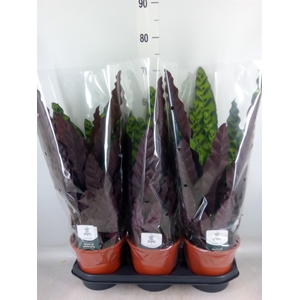 Calathea lancifolia
