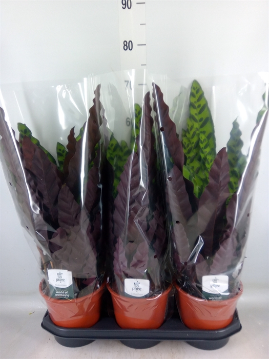 <h4>Calathea lancifolia</h4>