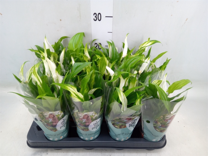 <h4>Spathiphyllum  'Pearl Cupido'</h4>