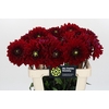 Dahlia Barbarossa