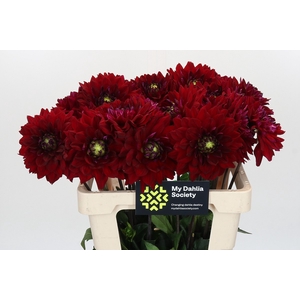 Dahlia Barbarossa