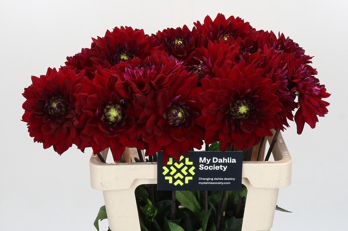 <h4>Dahlia Barbarossa</h4>