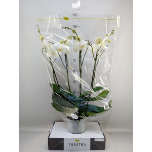 Phalaenopsis   ...white