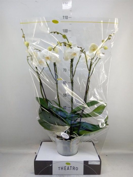 <h4>Phalaenopsis   ...white</h4>