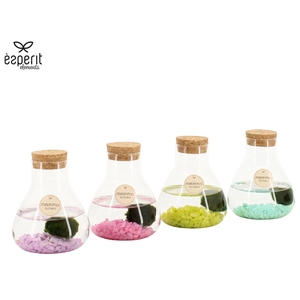 90945: Marimo arrangement