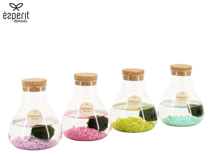 <h4>90945: Marimo arrangement</h4>