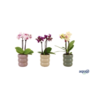 Liam Mix Tiny Dolls Mix 2T10+ Aqu@