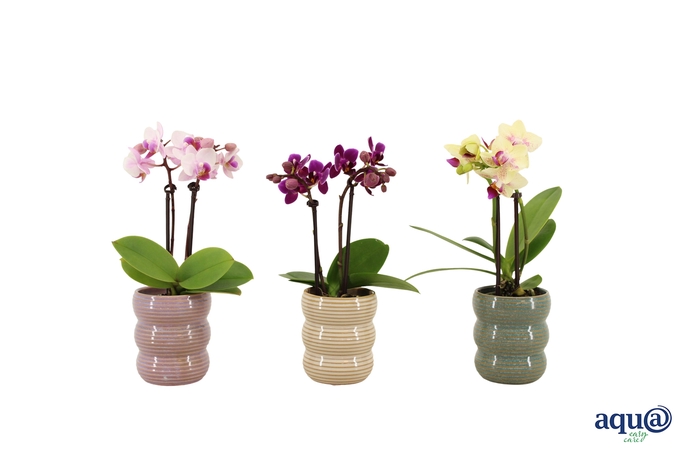 <h4>Liam Mix Tiny Dolls Mix 2T10+ Aqu@</h4>