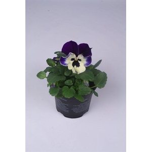 Viola x wittrockiana Alpha F1 Purple and White