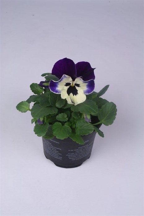 <h4>Viola x wittrockiana Alpha F1 Purple and White</h4>