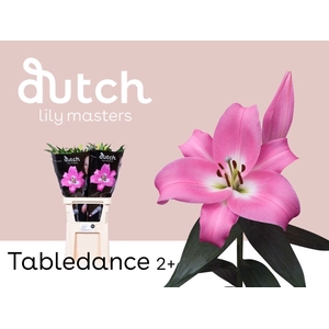 Li Or Tabledance 2+ Lily Master