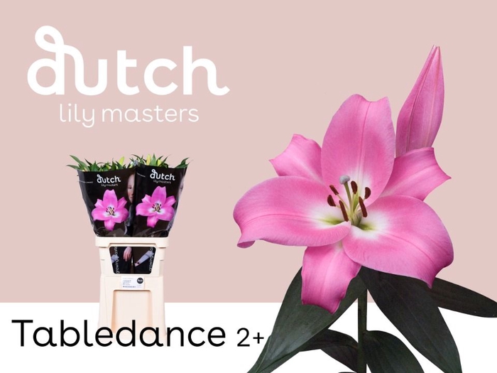 <h4>Li Or Tabledance 2+ Lily Master</h4>