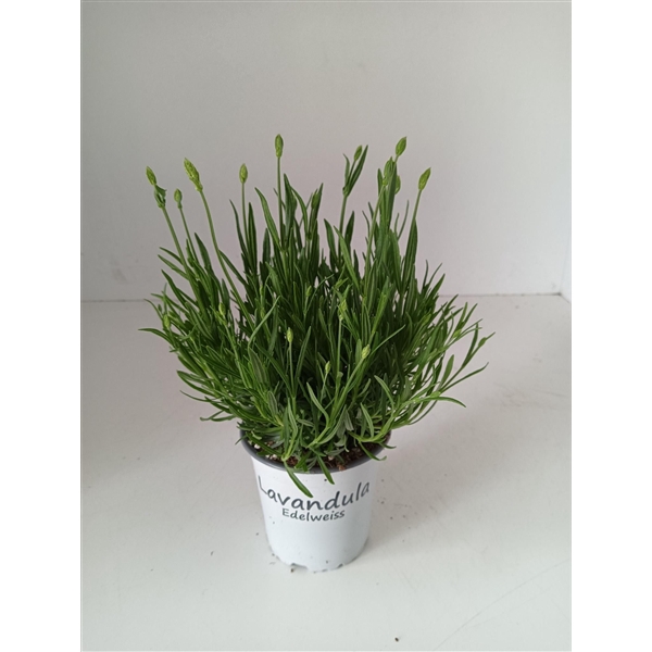 <h4>Lavendel Lavandula edelweiss wit</h4>